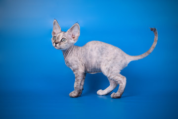 American shorthair cat on colored backgrounds