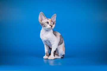 American shorthair cat on colored backgrounds