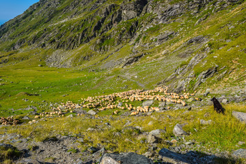 The flock of sheep on the mountainside.