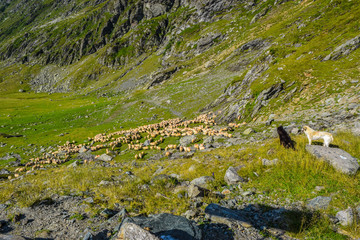 The flock of sheep on the mountainside.