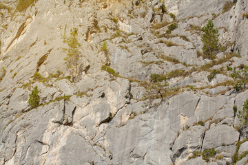 The texture of the stone on the rock in Sunny weather. Coniferous trees grow on the rocks. Green vegetation on the stone surface. The Altai mountains.