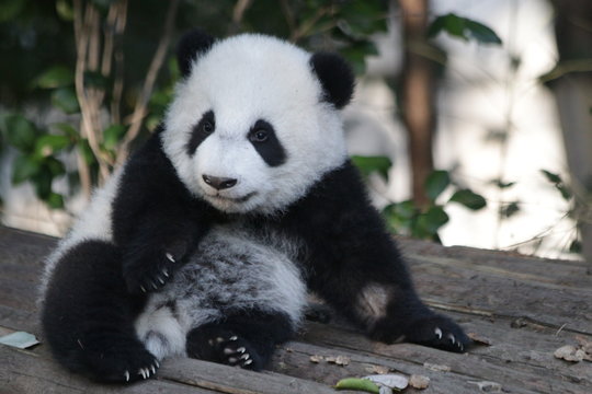Cute Little Panda Cub , Chengdu, China