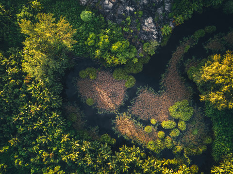 Tropical jungle patterns
