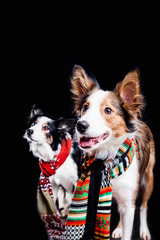 two cute border collie dog with scarf. new year. winter. Christmas. studio
