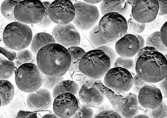 A pile of rotten apples, a monochrome negative photo for backgrounds and wallpapers