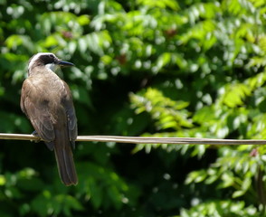 Bird on a wire