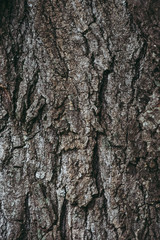 Arrière plan écorce de bois