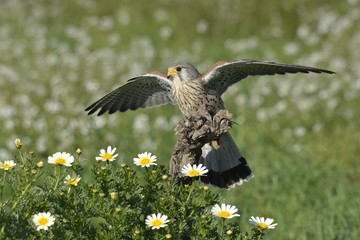 Fototapeta premium European Kestrel Hunting a mouse on a dry branch