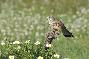 European Kestrel Hunting a mouse on a dry branch
