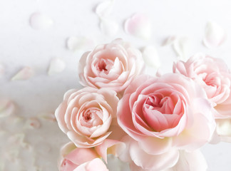 Fototapeta na wymiar Pink roses isolated on white background. Perfect for background greeting cards and invitations of the wedding, birthday, Valentine's Day, Mother's Day.