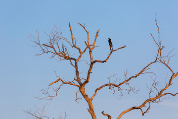 Fototapeta na wymiar reed cormorant perched on a dead tree branch