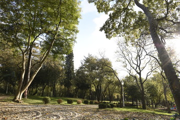 Beautiful view trees in Autumn