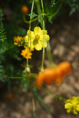 colourful Daisy flowers in my garden