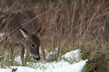 White-taile deer