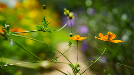 colourful Daisy flowers in my garden
