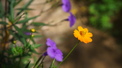 colourful Daisy flowers in my garden