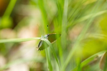 Beautiful spring butterfly sitting on plant