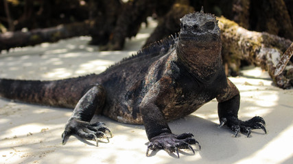 Iguana