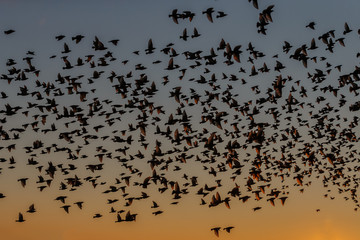 The Murmurations of Starlings 