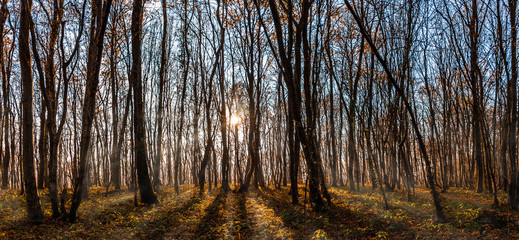 Un jour d'automne, dans une forêt Française