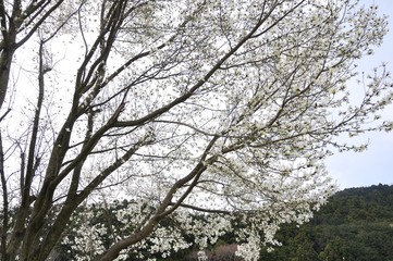 コブシ