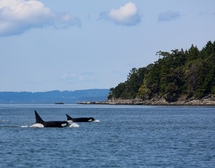 Killer Whale Orca Pod swimming in the San Juan Islands off the coast of Vancouver, British Columbia © Steve Azer