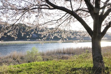 桜咲く川