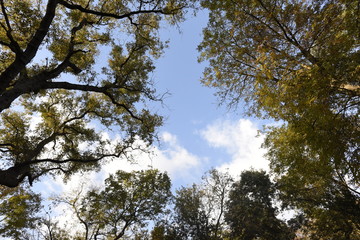 Beautiful view trees in Autumn