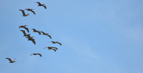Brown Pelican (Pelecanus occidentalis) flying overhead in bright sky along coastal waters in Panama.