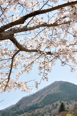 鳥ノ胸山とサクラ