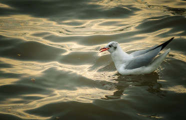 Seagull swimming on the sea at sunset