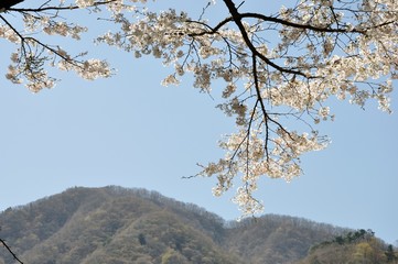 桜咲く鳥ノ胸山