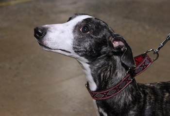BRINDLE AND WHITE WHIPETT DOG