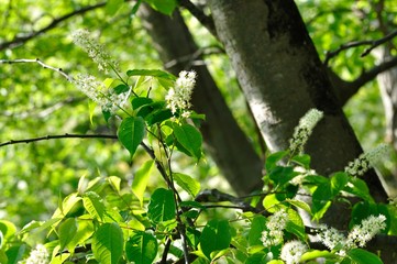 Obraz premium ウワミズザクラ