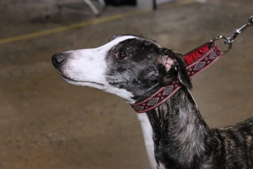 BRINDLE AND WHITE WHIPETT DOG