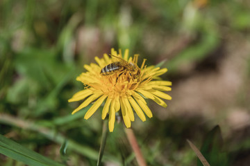 Bees Collect Nectar From Dandelions