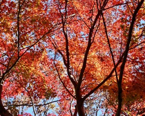 モミジの紅葉