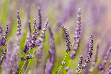 field of lavender flowers