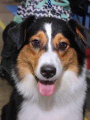 BEAUTIFUL AUSTRALIAN SHEPHERD