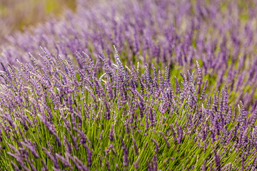 lavender field in provence