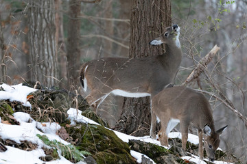 White-taile deer