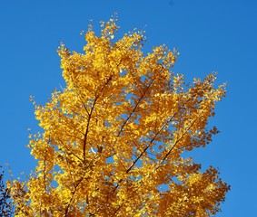 イチョウの黄葉