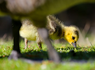 Baby Canada Goose Gosling Chick in Vancouver, British Columbia