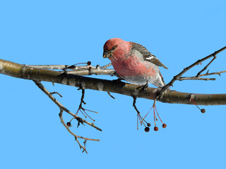 Pine Grosbeak Male Eating Red Berries in Winter