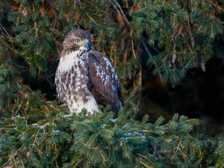 Red-Tailed Hawk Perched in Pine Tree