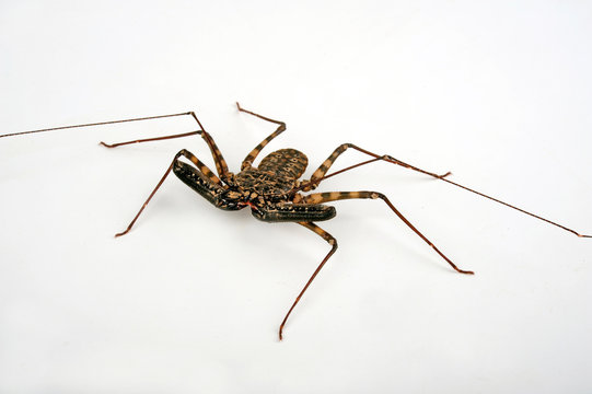 Gei&szlig;elspinne (Damon diadema) - tailless whip scorpion
