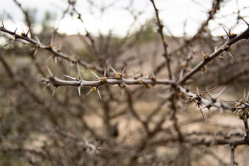 Fototapeta na wymiar close up in the desert