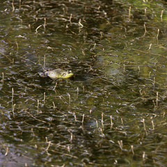 Frog in a lily pond water garden in Vancouver, British Columbia
