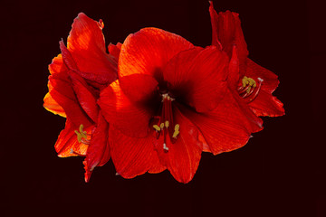 Red Sparkle Amaryllis flower on Dark background