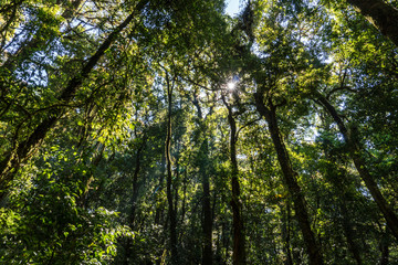 Outdoor image of an old trees, covered with moss, mysterious Highlands forest. Relic wet mossy forest - Doi Inthanon national park